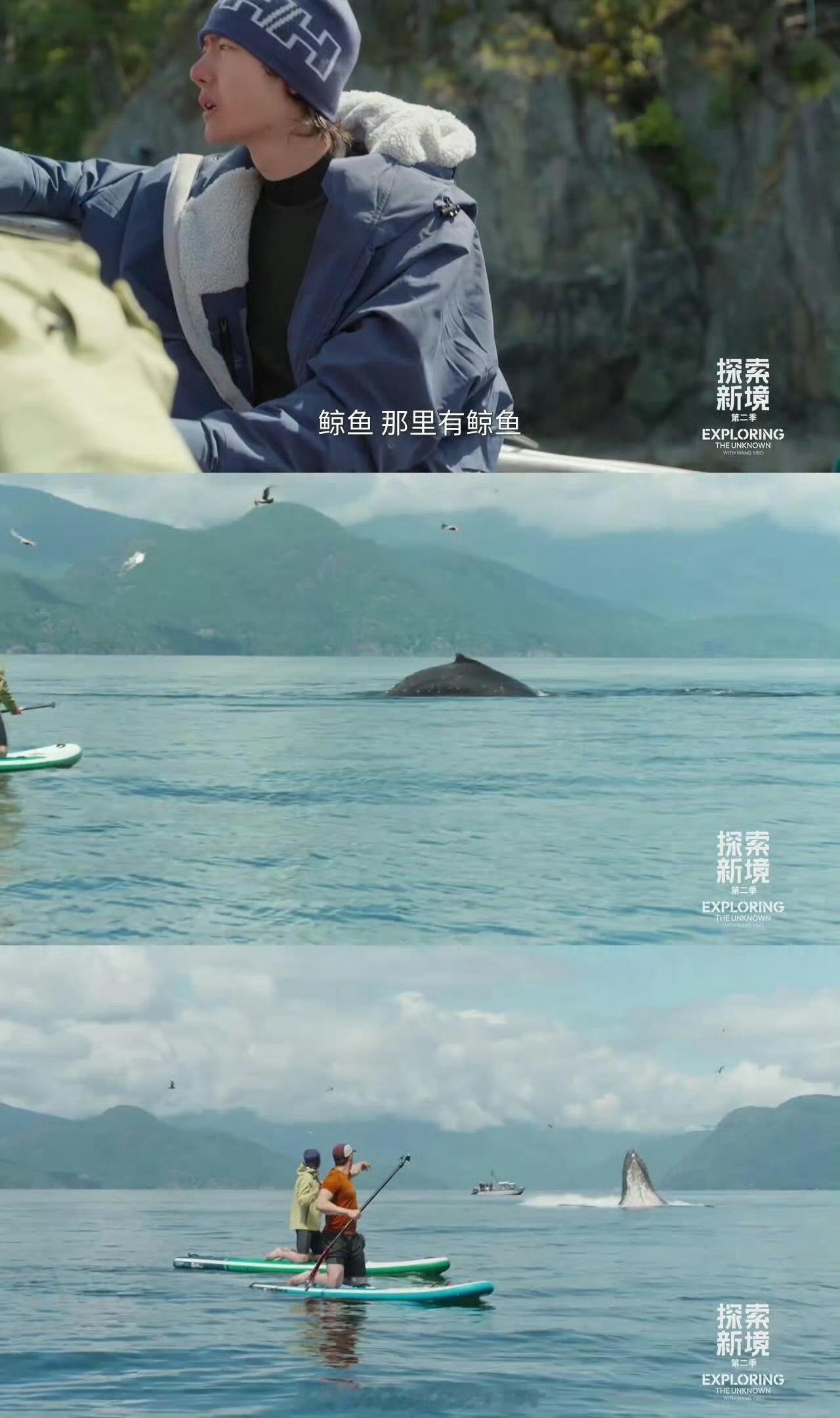 善良是相吸引的，所以座头鲸🐳来打卡王一博💚💚鲸还是比人类善良太多