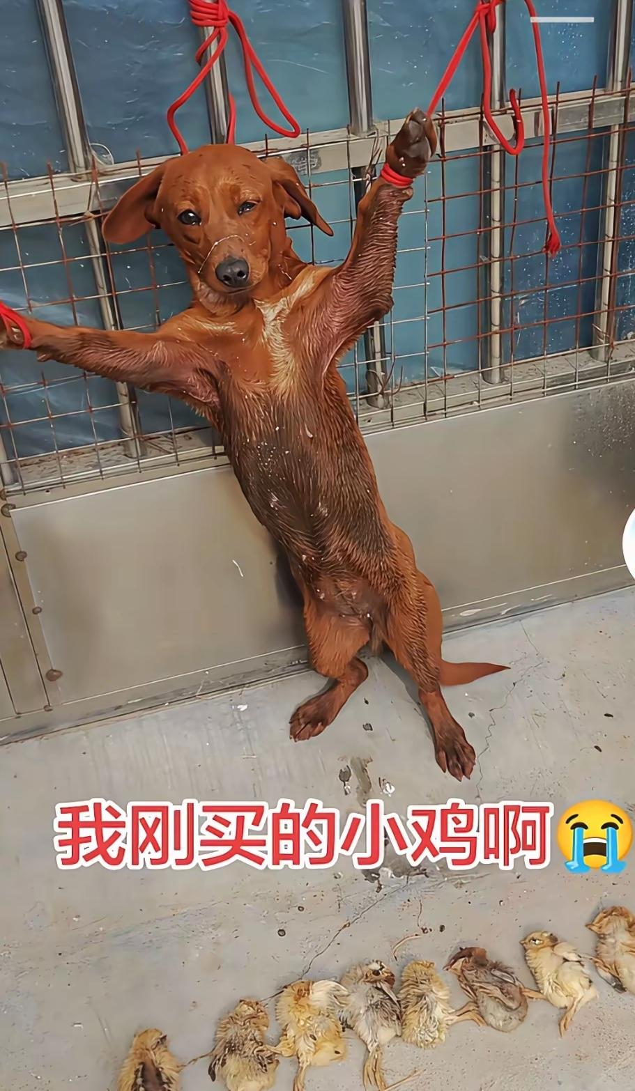 大家说如何处理这条狗？把它上刑一点不冤枉，害死这么多小鸡。