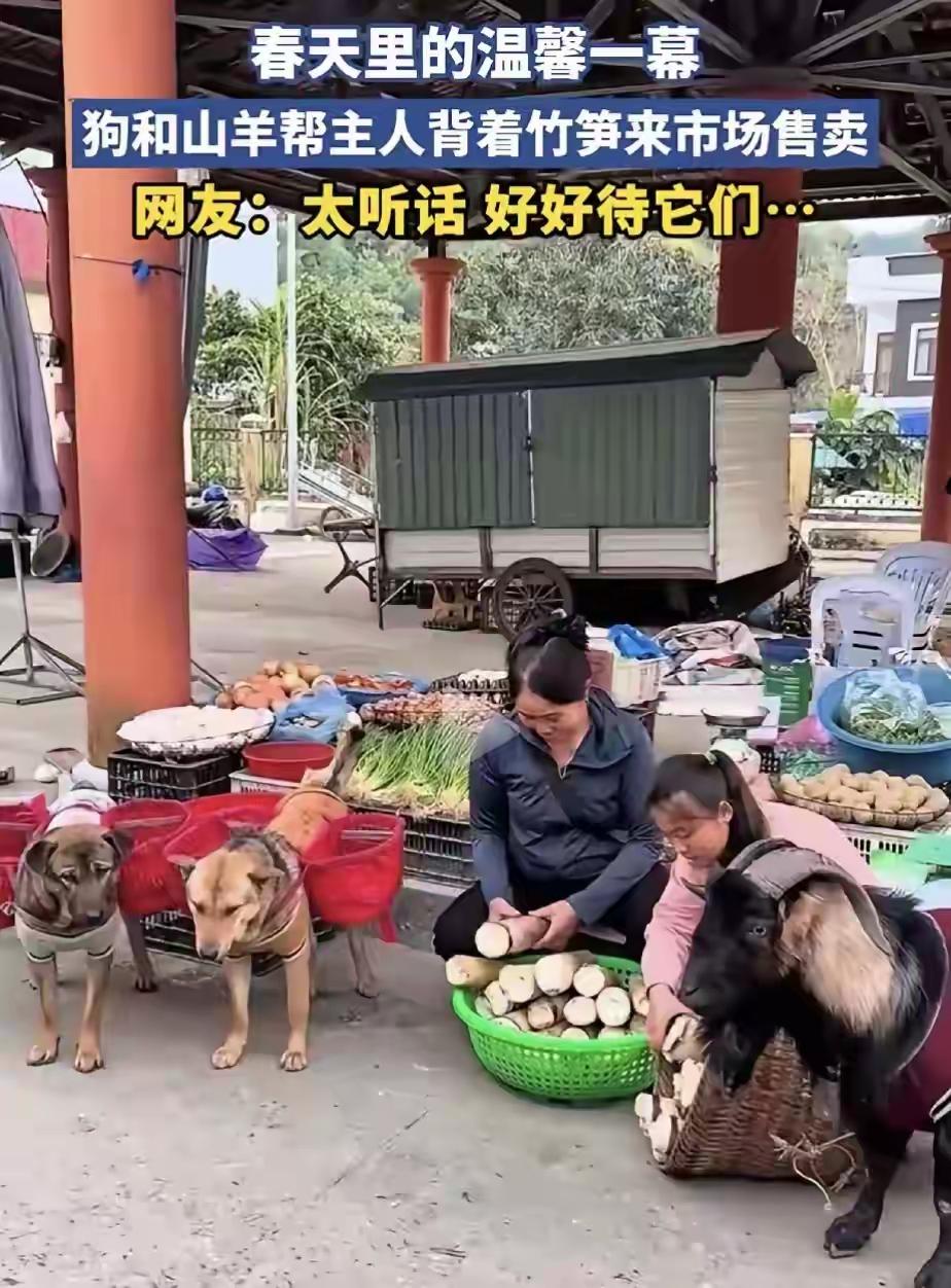 完整榜单？别急，这背后藏着一个温暖又让人忍俊不禁的故事。

在某个偏远山村，竹笋