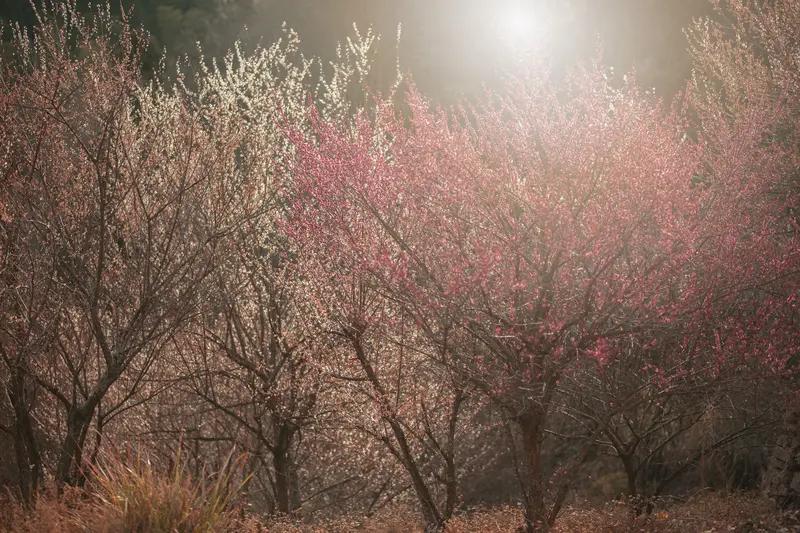 咏梅盛景，谁人不向往？试想，在一片梅林之中，红梅似燃烧的火焰，白梅如晶莹的白雪，