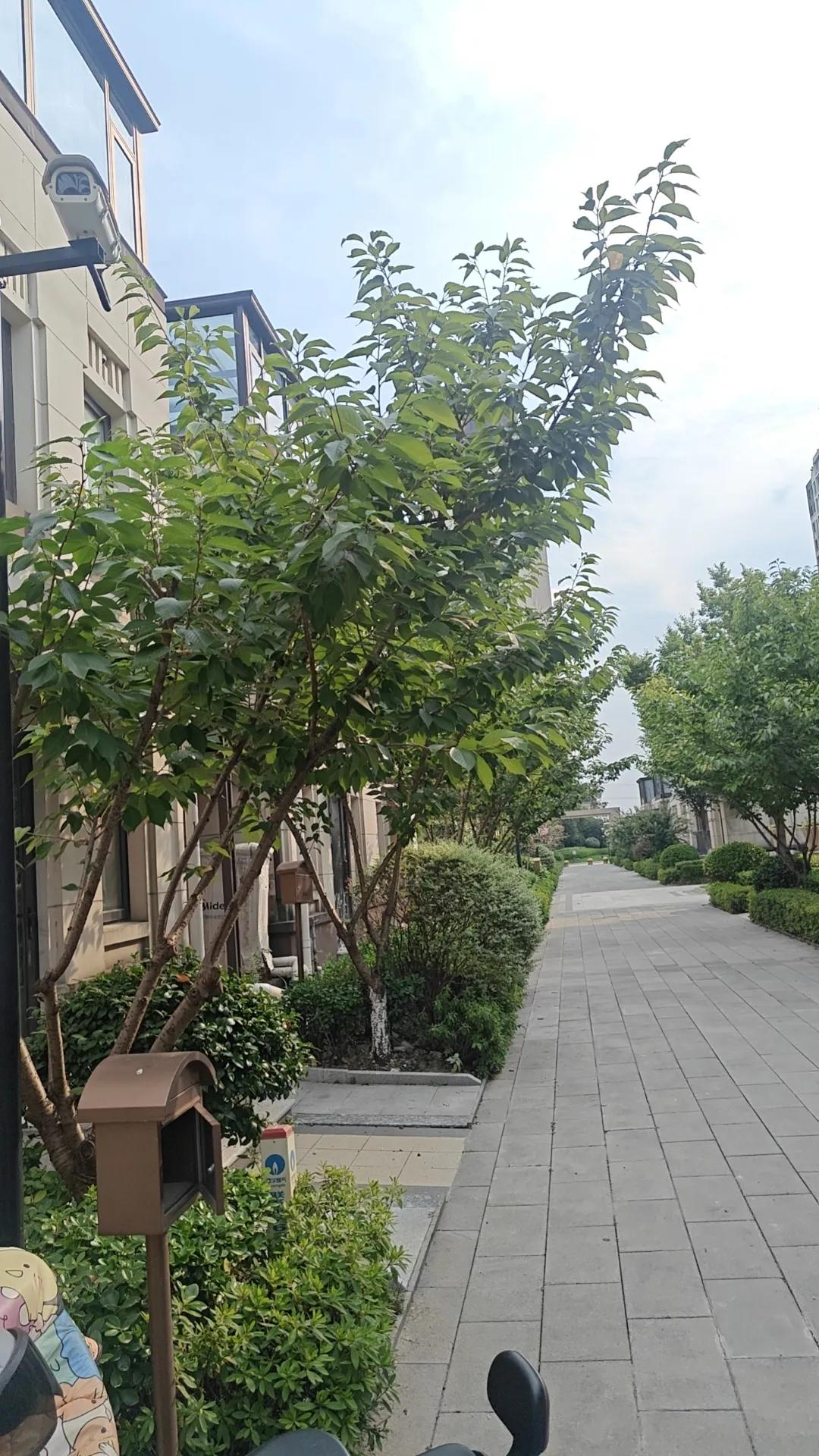 小区租户因债务纠纷被本小区租户杀害在小区内，物业有没有责任？

去年11月份左右
