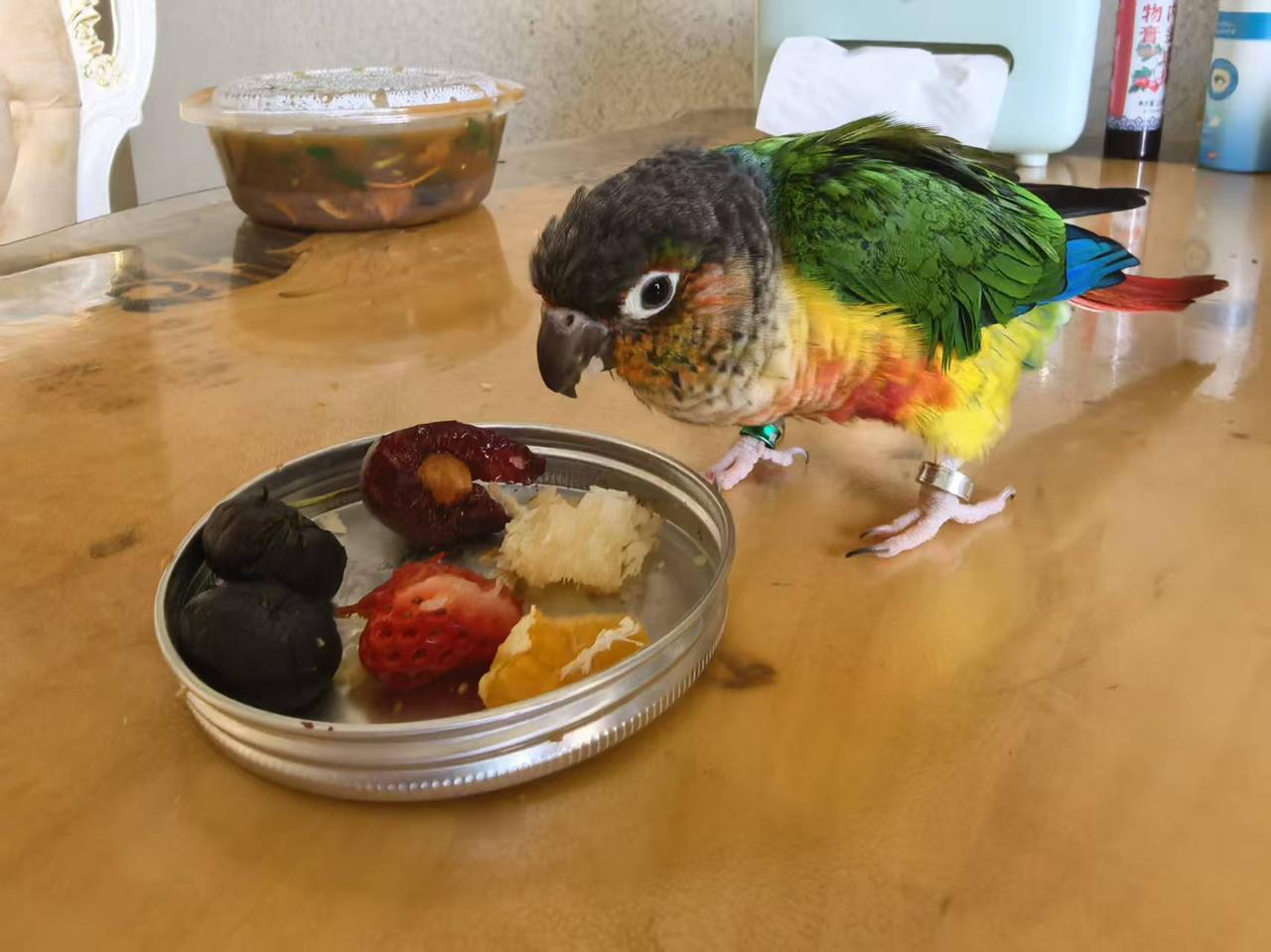 邻居在小区群里发消息，自己养的小鹦鹉跑丢了，他去地下车库小鹦鹉也跟着去然后就不见