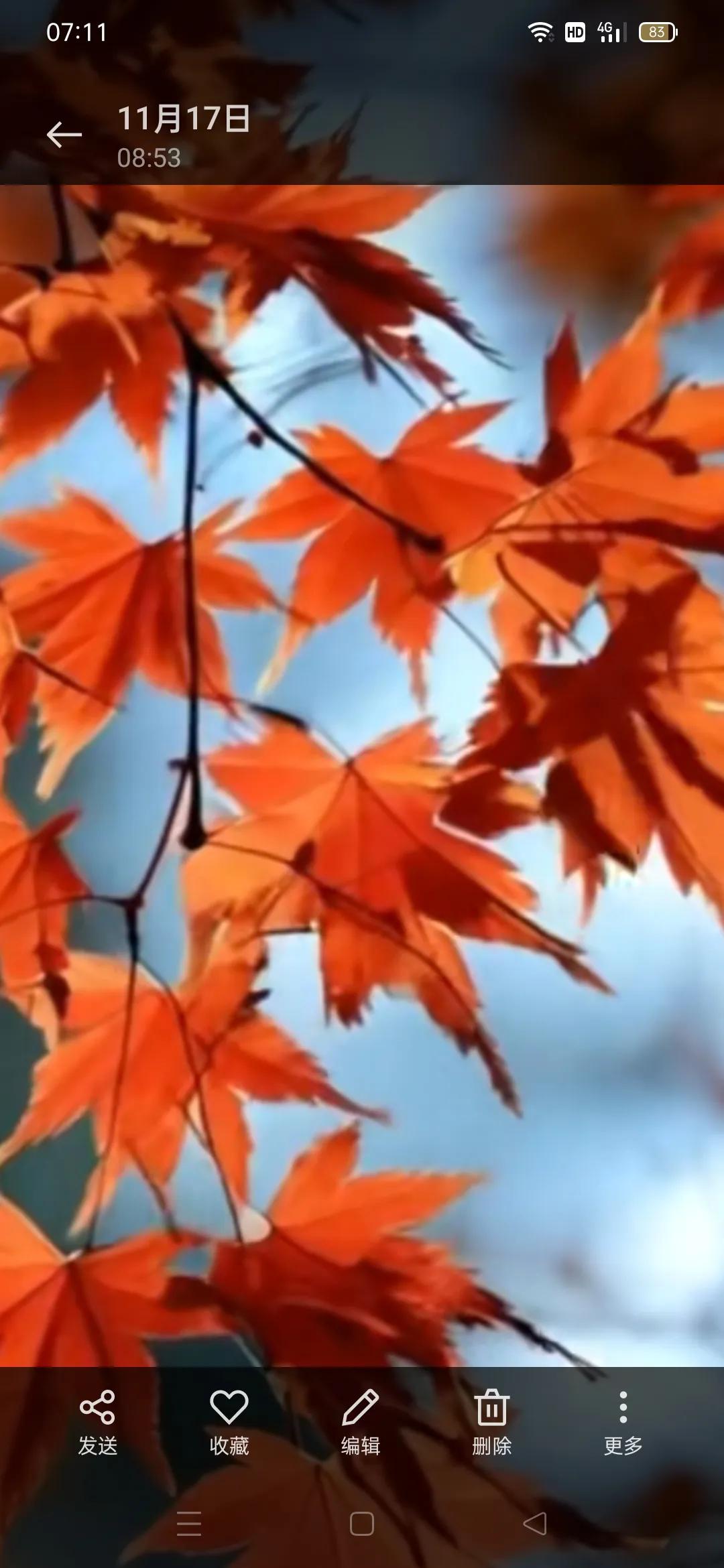 可以看一下你们拍枫叶的照片吗