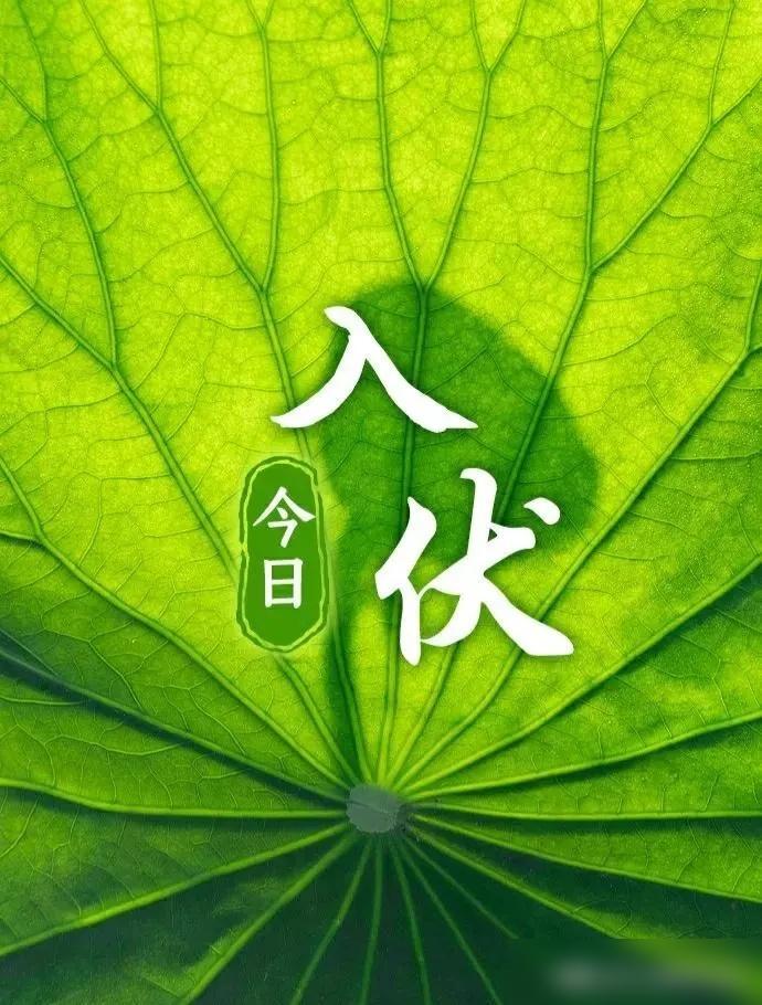 入伏！上午9点56分正式进入伏天。俗话说：“早入伏，凉飕飕；晚入伏，热死牛”。