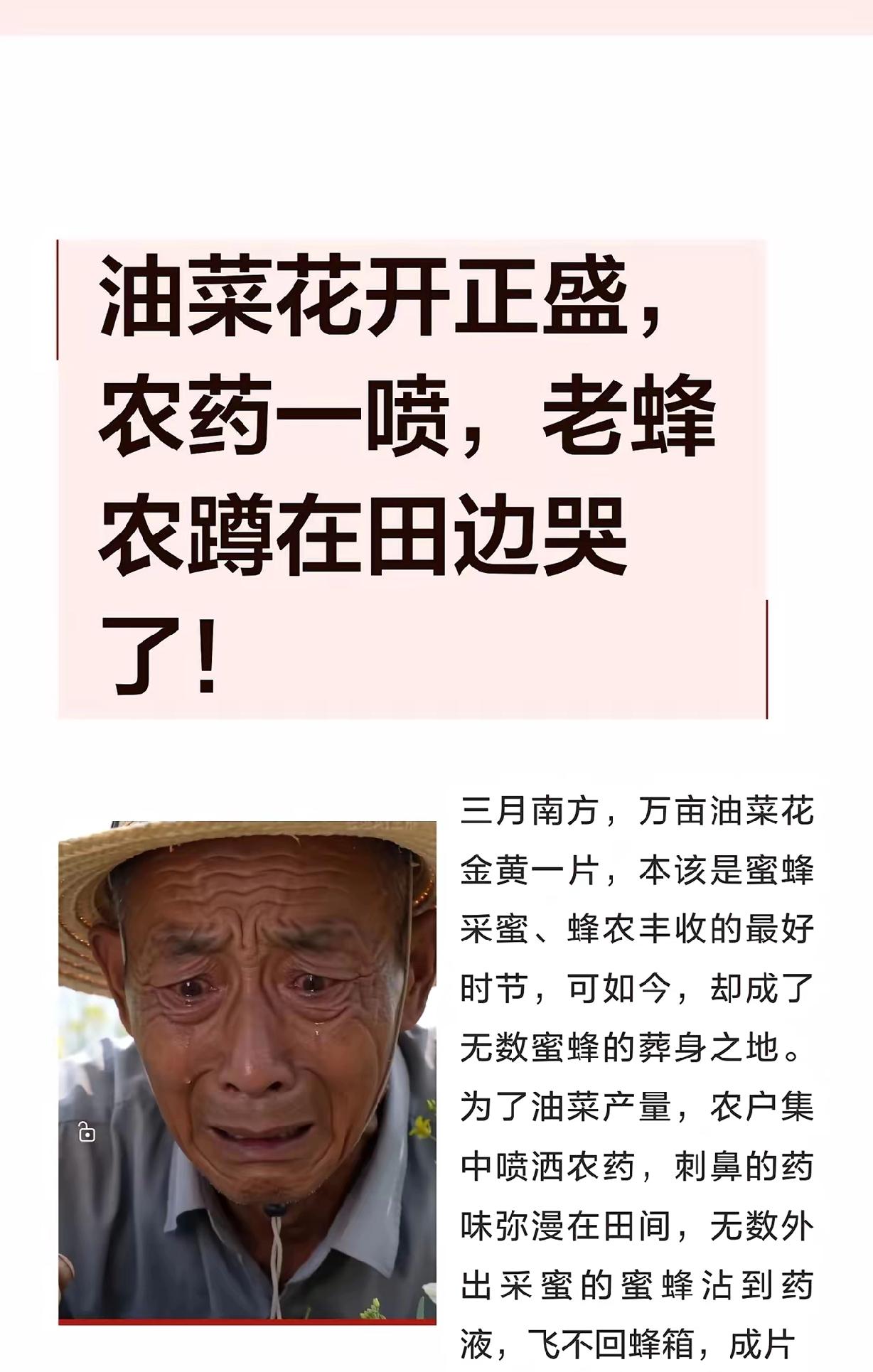 真敢喷！花期乱打药把蜜蜂往死里坑，害人害己还想躲？
 
油菜花期乱喷药的离谱事越