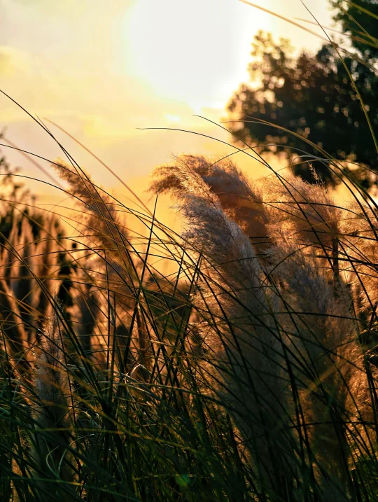 当芦花遇见落日余晖，我拍到了古诗里的画面
