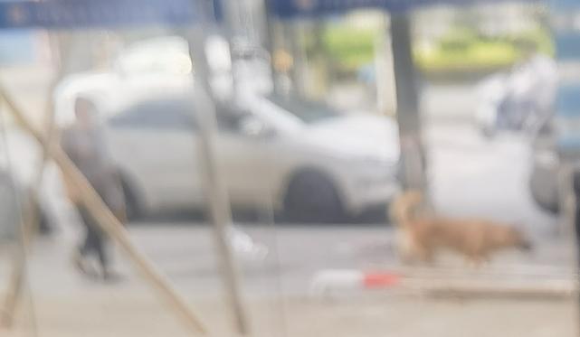 遛狗不牵绳违法吗？