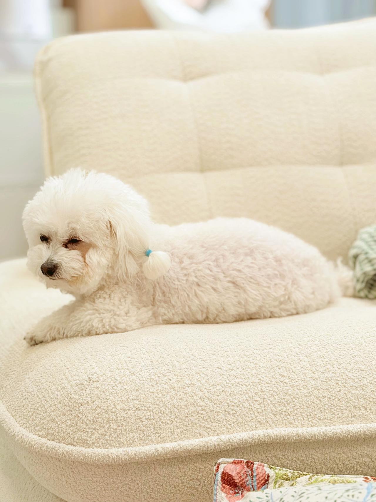 不养狗的人，真的体会不到养狗的快乐。

那种快乐不是突如其来的，而是日复一日、细