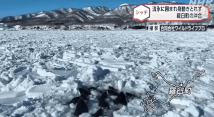 【日本北海道海域虎鲸遇险：被困浮冰，救援困难】
日本北海道海域近日发生了一起虎鲸