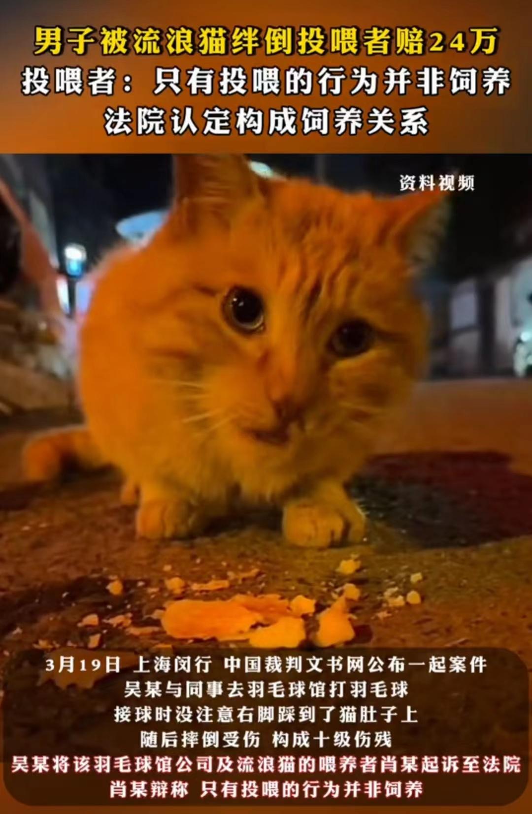 “这就是善良的代价！”上海，女子在球馆，看到一只流浪猫，见其可怜，出于好心时常投