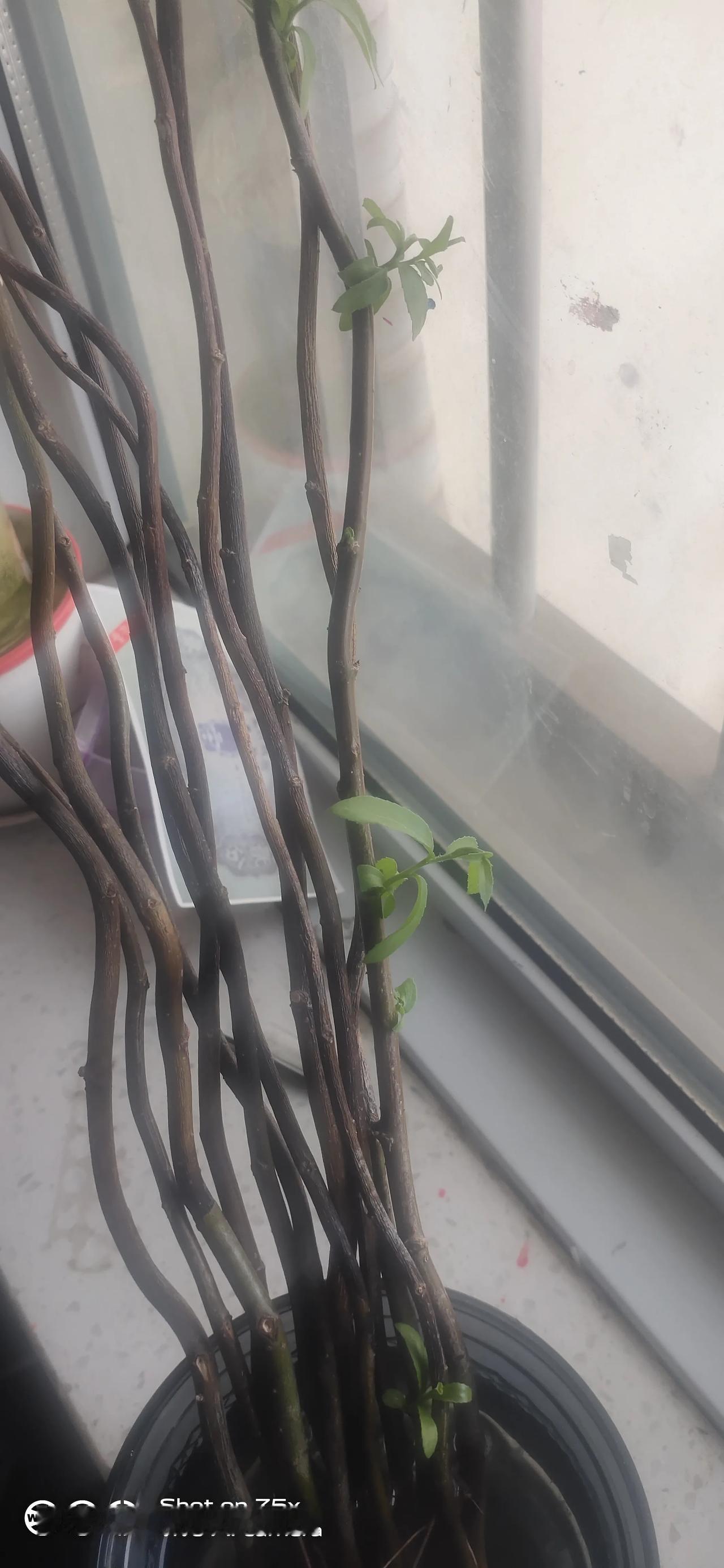 这么多根就这一根活下来了