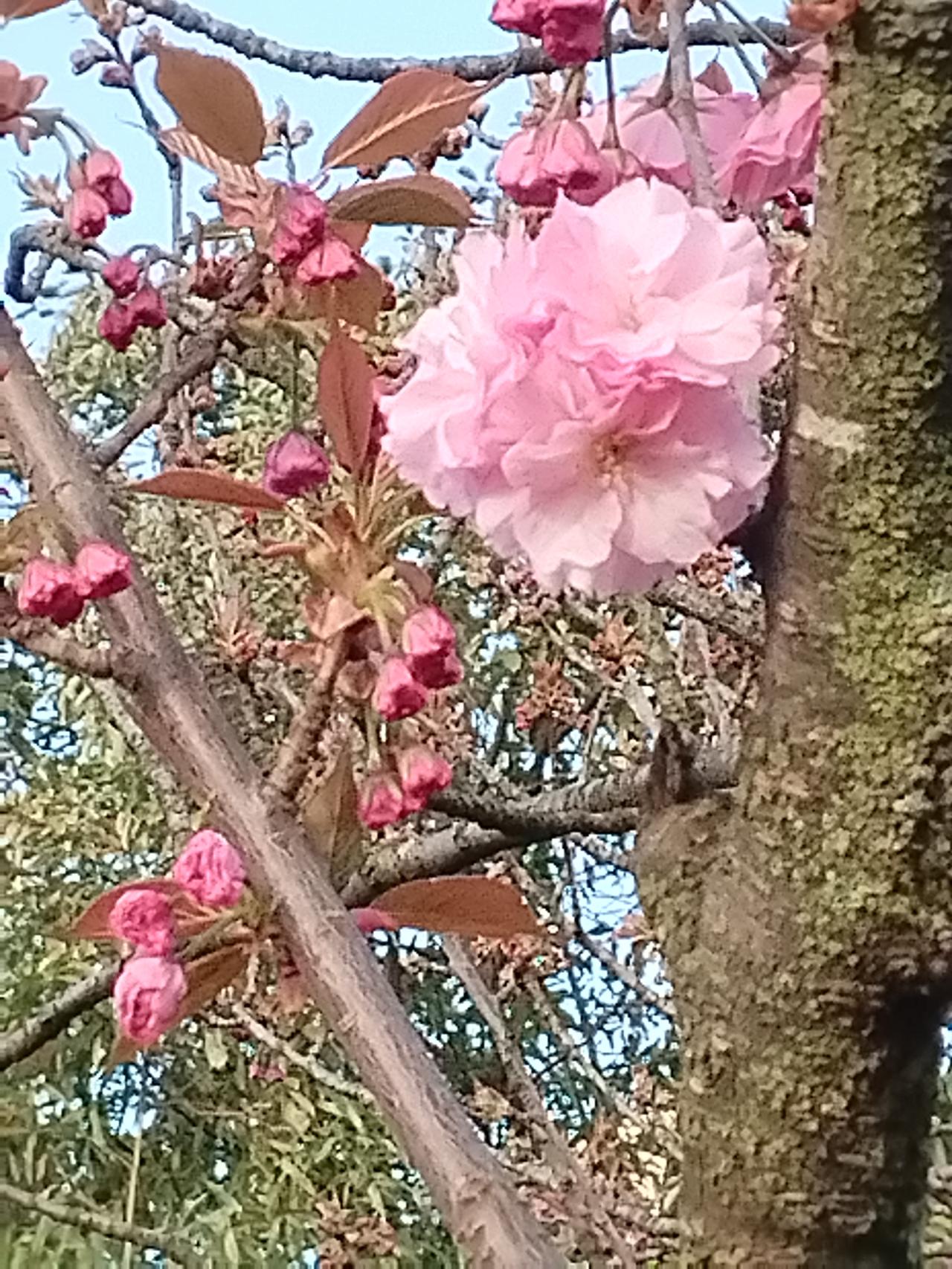 对下联原创
好的！我们先来分析上联“煮茶聊天地”：

结构分析：
这是一个四字短