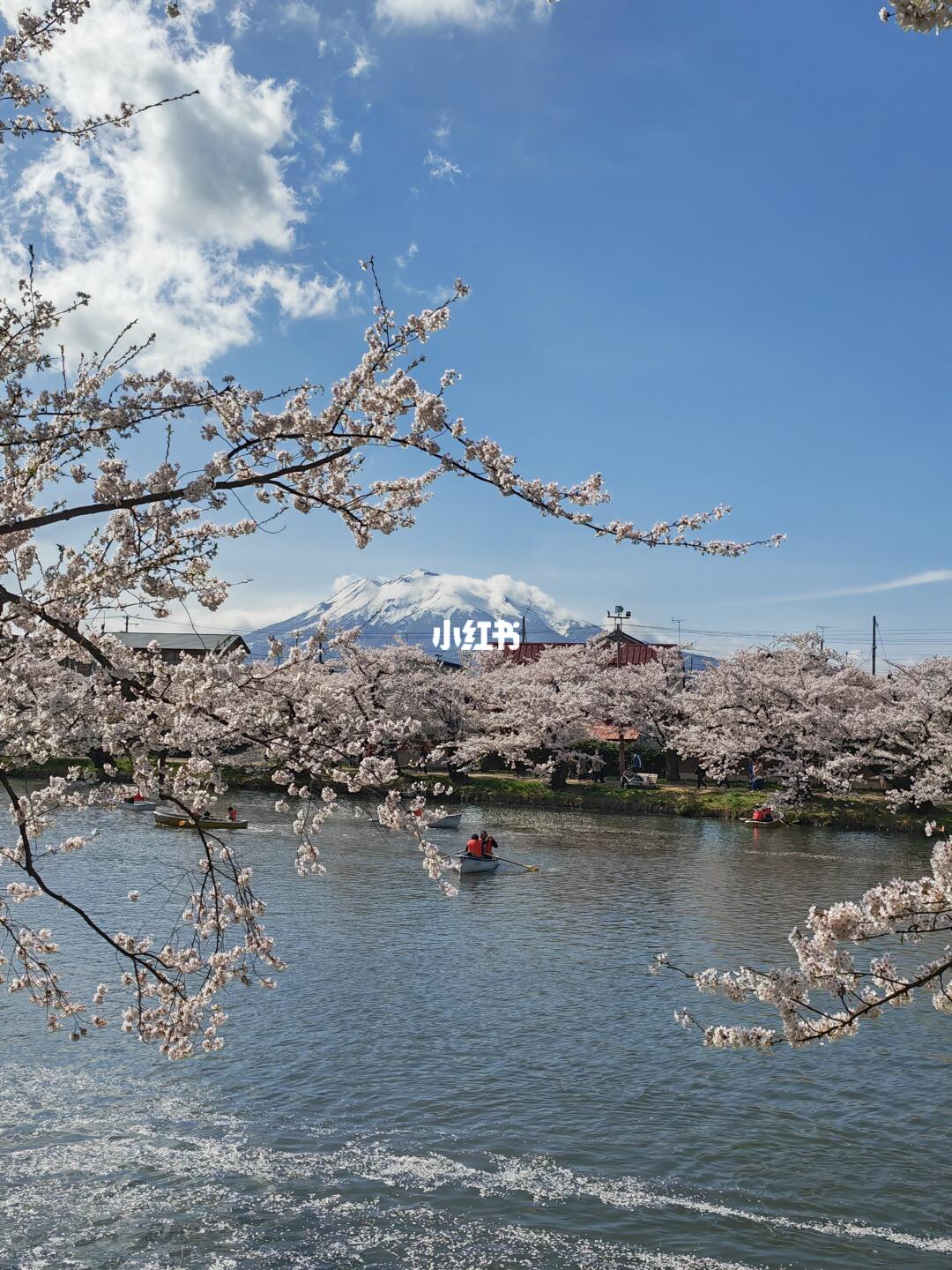 2025年青森县樱花前线最新实况🌸