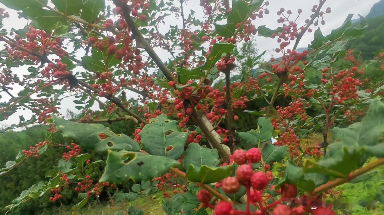 今年大红袍花椒又熟啦，想到花椒鱼就口水直流。大红袍花椒麻味醇厚，香气浓郁，用来做