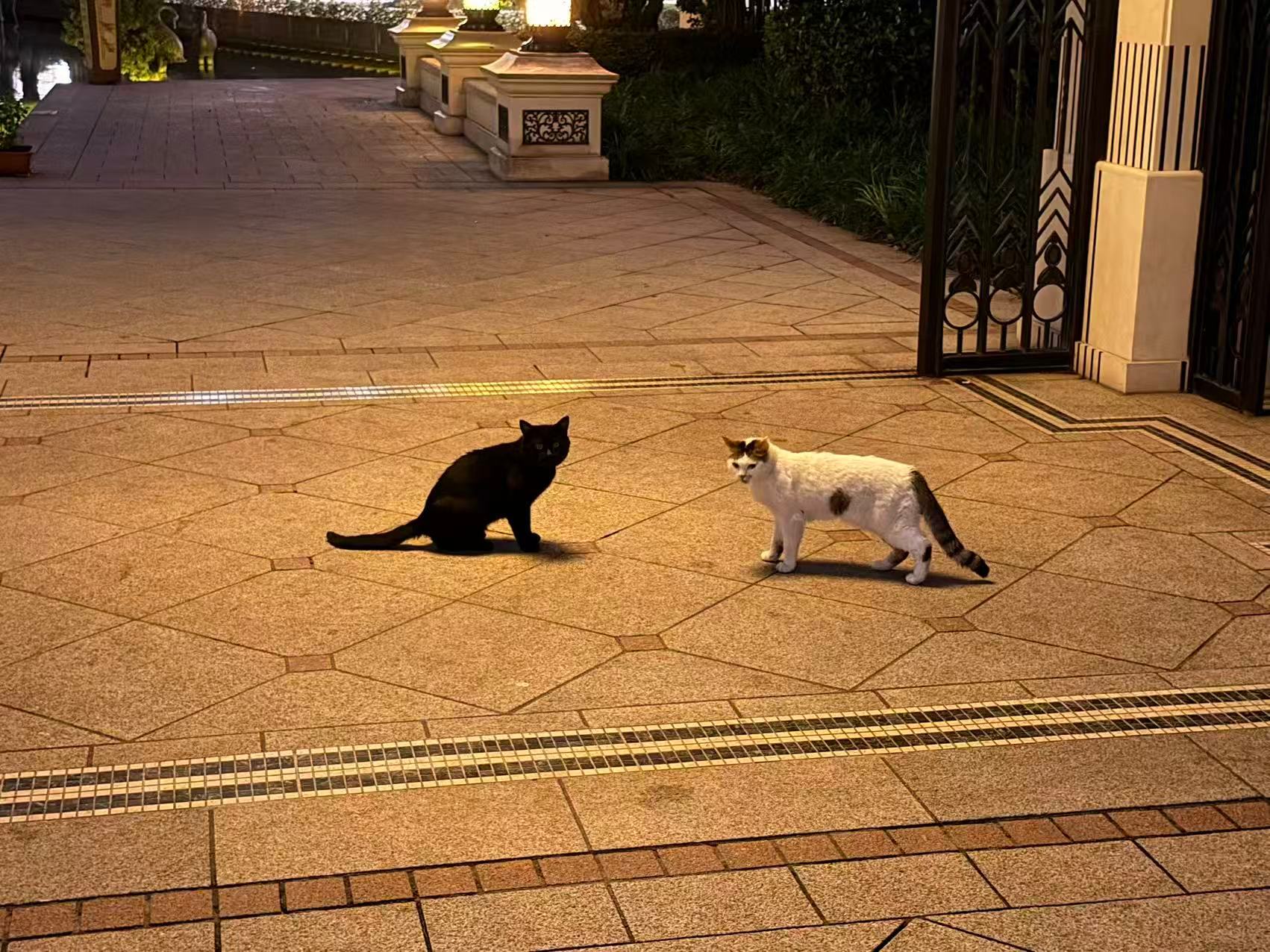 嘻嘻，每次看到黑猫都有天大的好事 养一只？🐈⬛ 