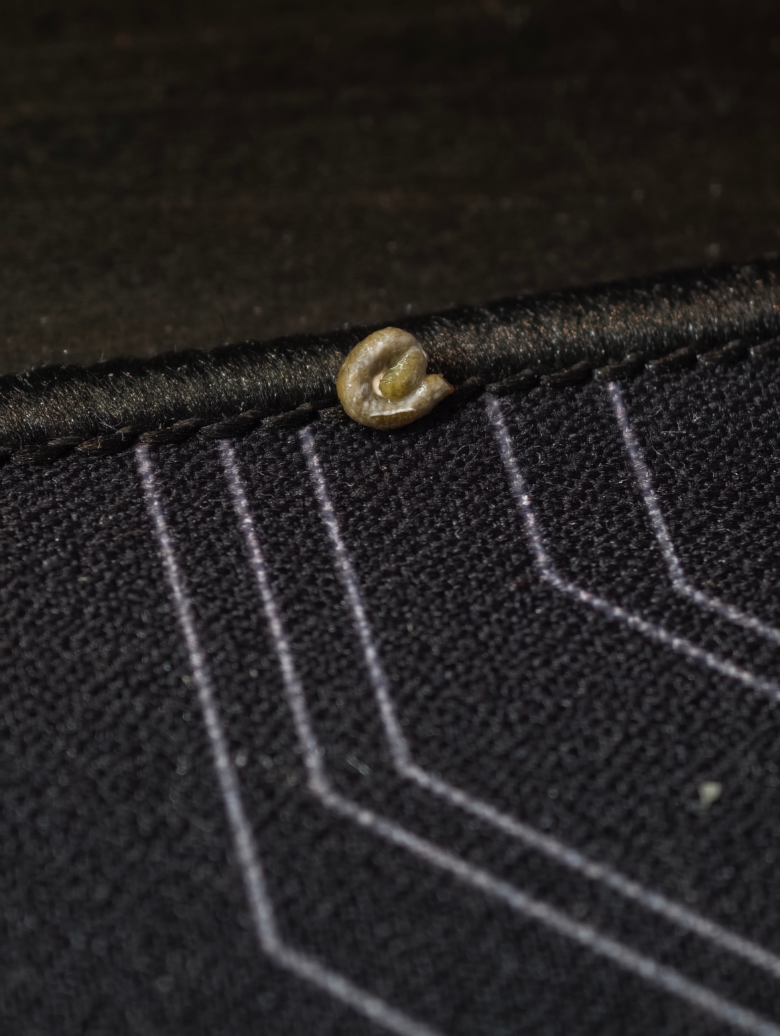 在我鼠标垫上拉了一坨之后，又飞到我眼镜上面，拿屁屁蹭我的眼镜腿鹦鹉小蓝和布丁