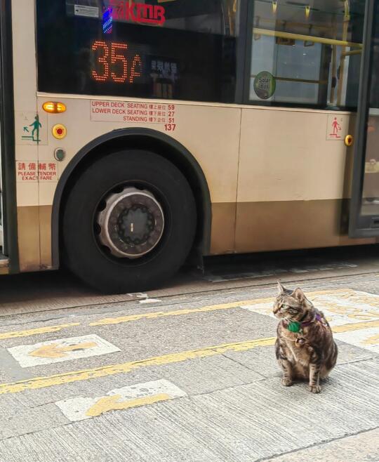 🇭🇰香港貓店長系列💛阻B～35A到啦