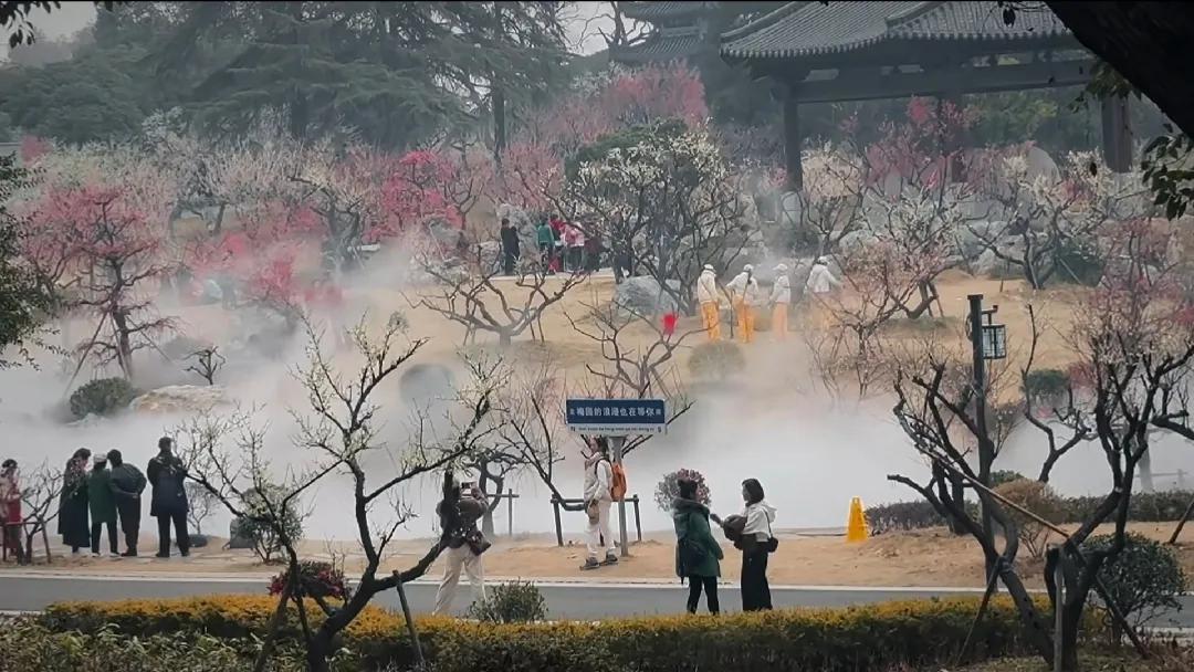 武汉今晨雾气浓厚，一早去东湖梅园探梅，见雾中梅花如半缠薄纱的新娘，娇美得很。