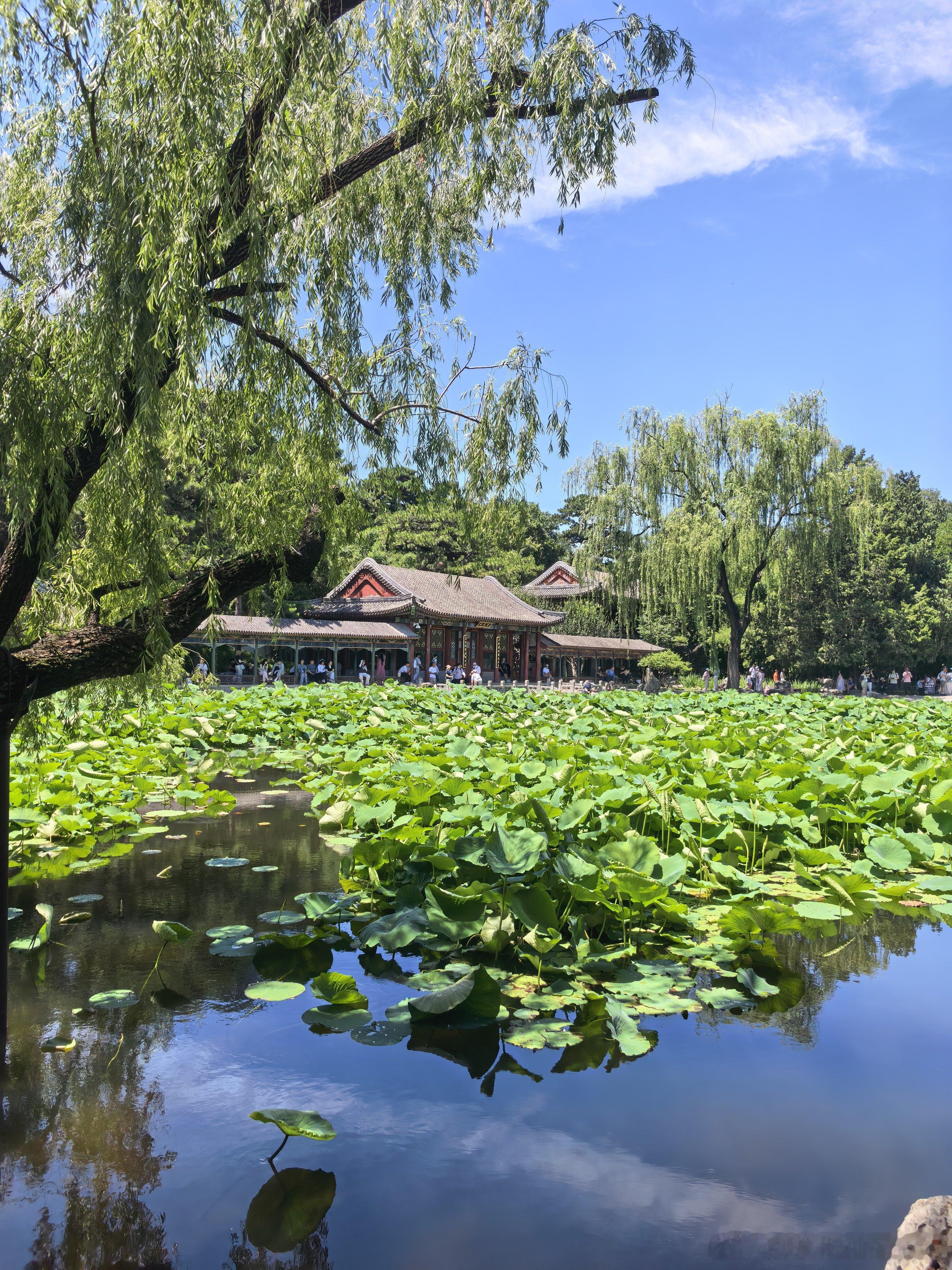 夏日颐和园，谐趣园  摄影