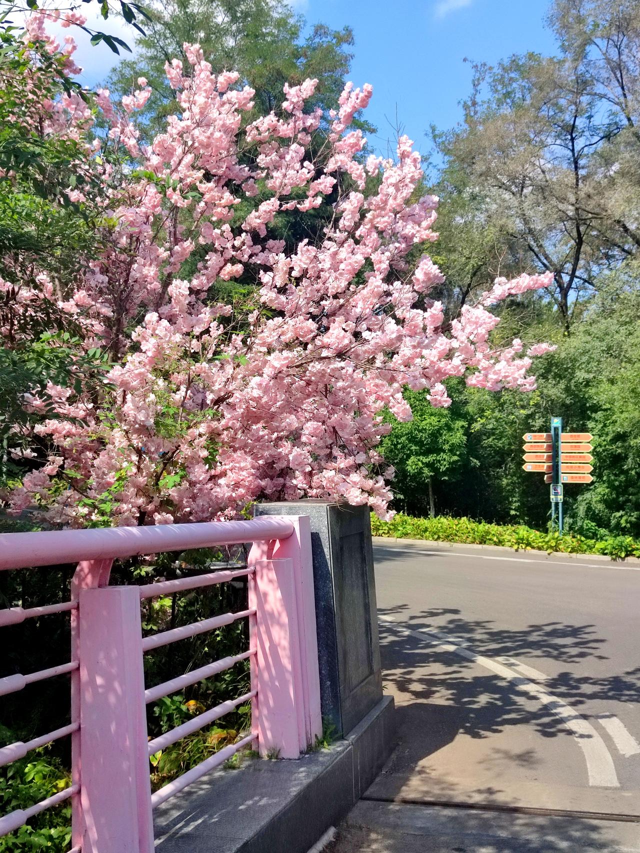 植物园中的《飞虹桥》
   位于沈阳棋盘山的植物园，规模宏伟、景点众多。飞虹桥座