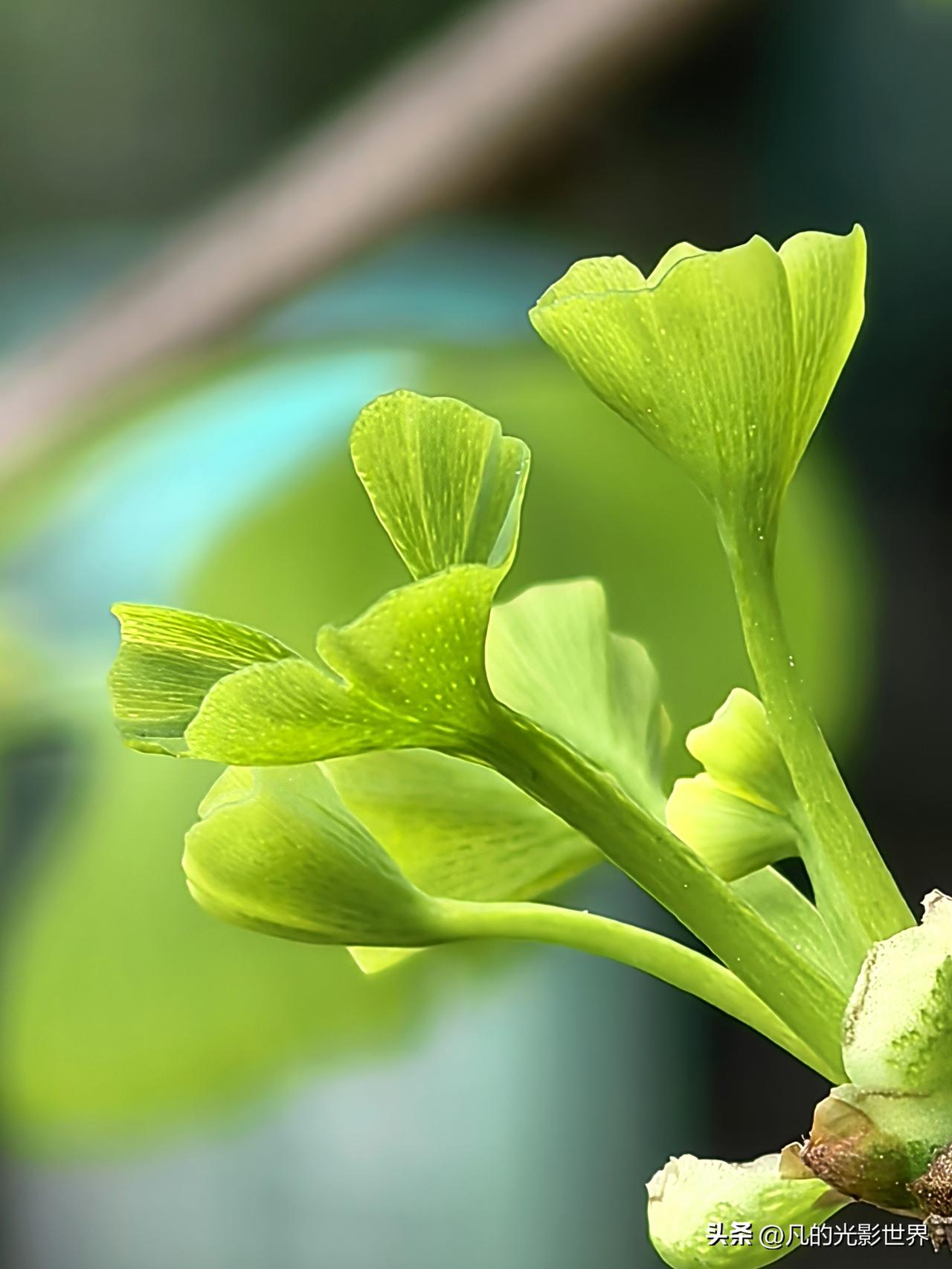 一句话记录春日心情 春风痒痒地挠着脸颊，阳光从黄桷树叶缝中漏下，在地上洒下跳动光