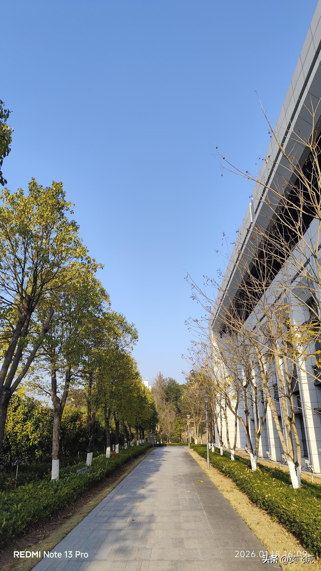 在我们南方，依然郁郁葱葱