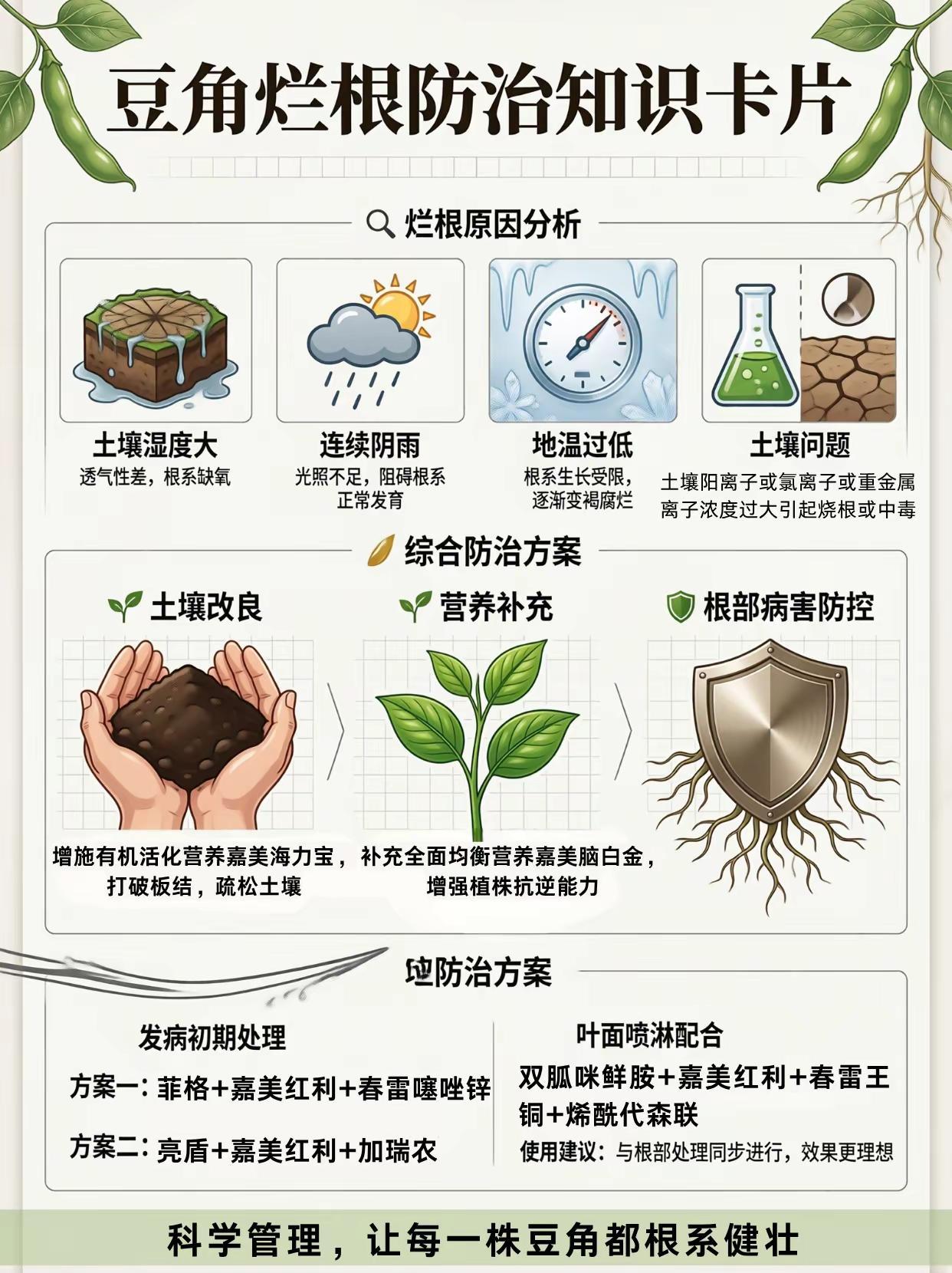 豆角烂根实战配方！。豆角种植 烂根