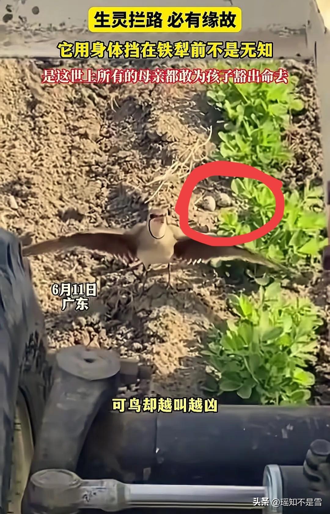 “万物有灵！”广东，一男子开农机车犁地，中途突然飞落一只小鸟，张开翅膀一边叫一边