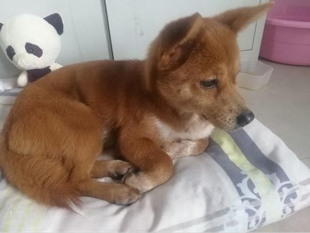 【主人养两天后得知狗狗不是柴犬，一气之下又丢在大街，再见面泪奔】粉丝分享：前两天