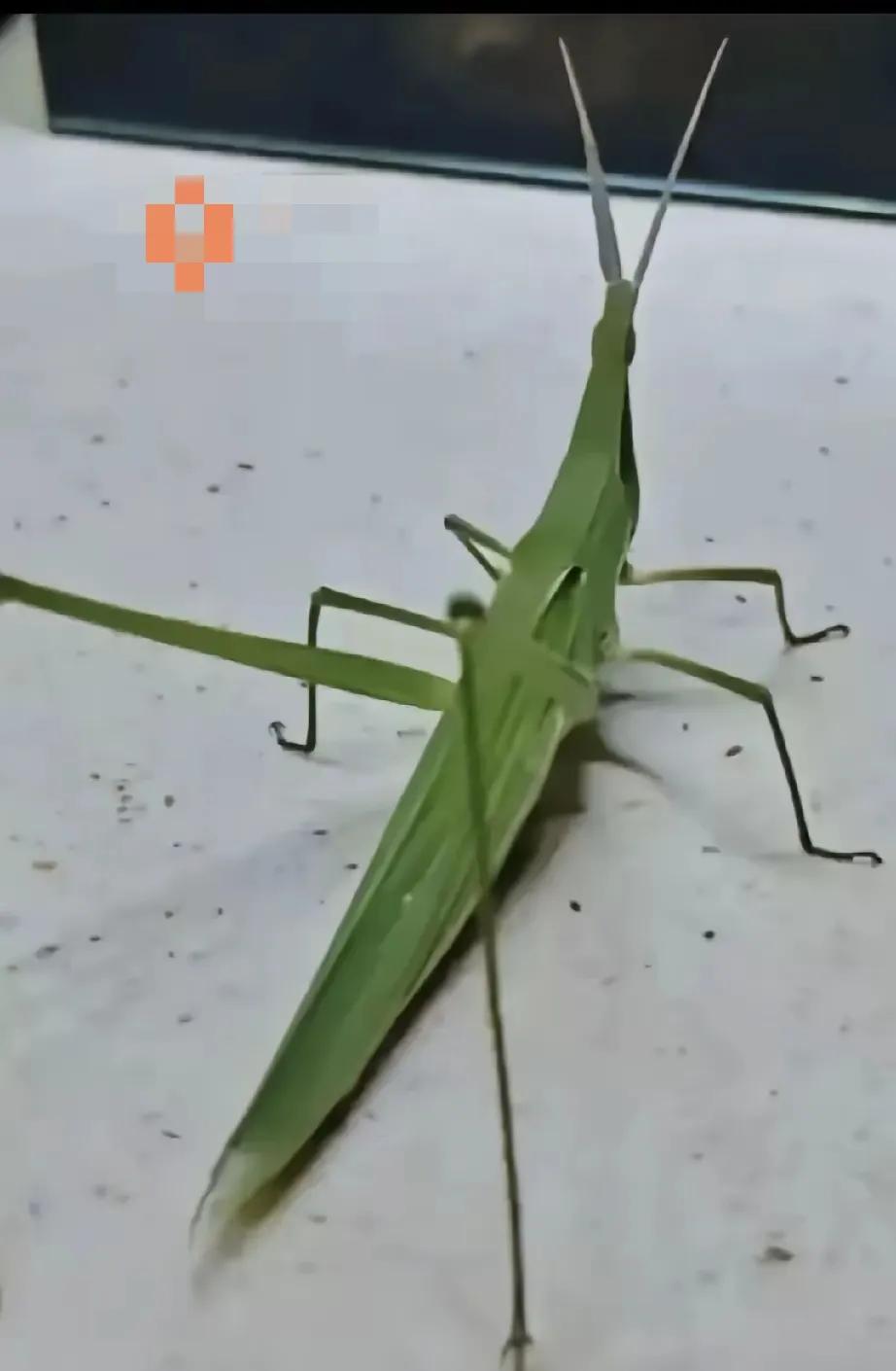 我们给它叫“扁担沟”，小时候经常喊：扁担钩挑水，蚂蚱做饭，发了一个大“扁担沟”，