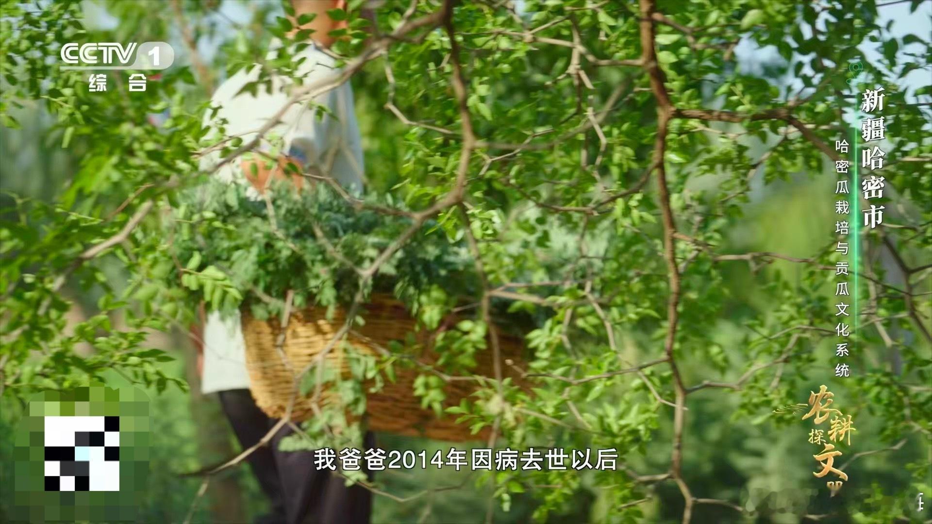 在哈密，甜是从苦里长出来的。苦豆子含泪入土，以身为肥，用苦涩的身体滋养出世间最甜