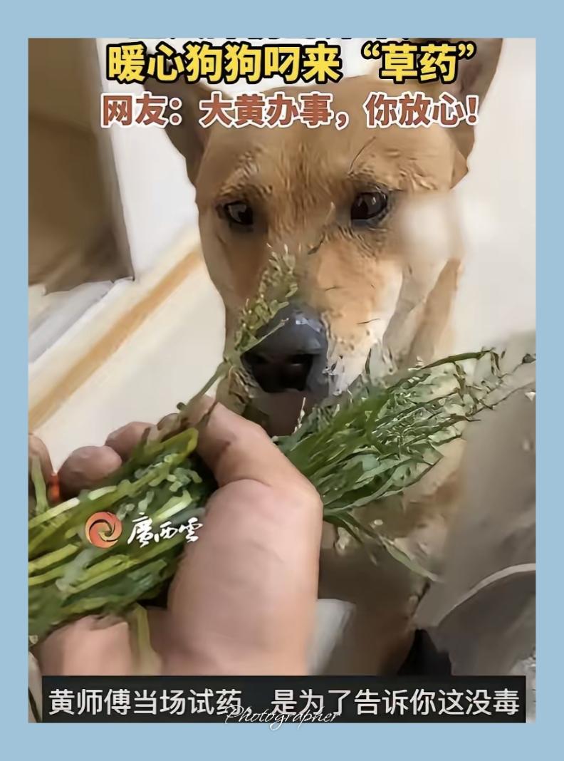 不愧是老祖宗严选！浙江，一男子摔伤在家养伤，家里的大黄见主人卧床不起，竟然从外面