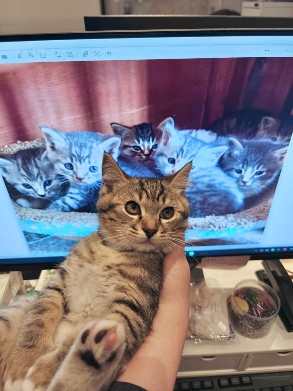 14357只狸无奖竞猜：谁来帮我看看哪只是我宝宝小时候❓ 