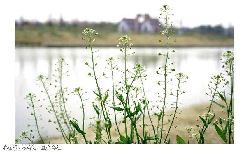 四川地里的荠菜没人挖，线上却卖20元1斤？

四川的田埂、地里到处都长着荠菜，却