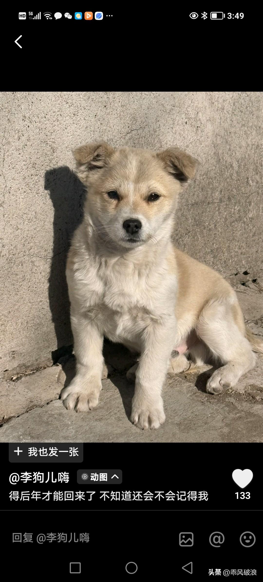 我出门前给狗狗拍了照片，出门一年后回来，我赶忙去找狗狗。爸爸说把它50块卖给一个