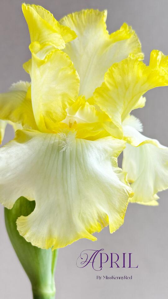 德国鸢尾⑦｜流光