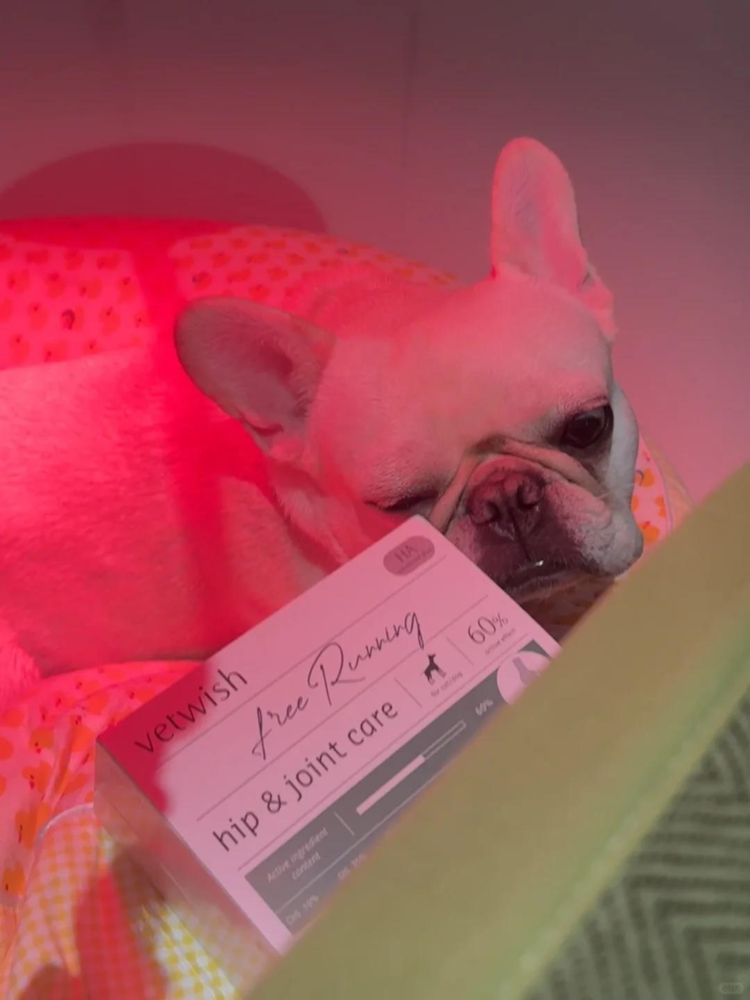 4️⃣岁小狗的入秋🍂大保健