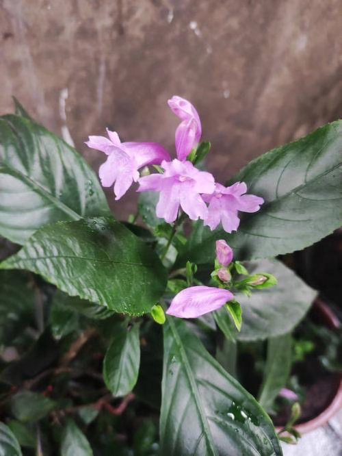 ‎种植 板蓝根种植主要选好地、抓准播种季、管好水肥。喜温暖湿润，怕涝，深根性，适