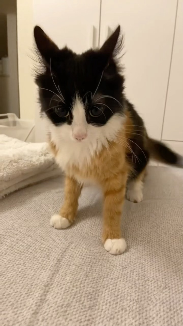 拼好猫🐱，奶牛头、橘猫身，鉴定为爱发神经的大胃王猫！ ​​​