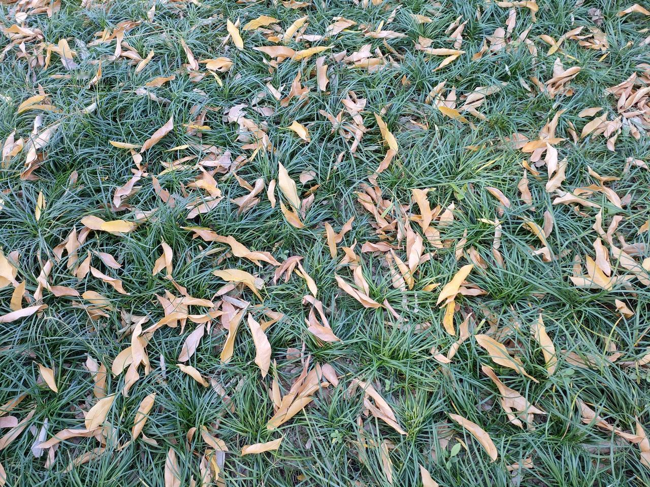 初冬满满的落叶归根