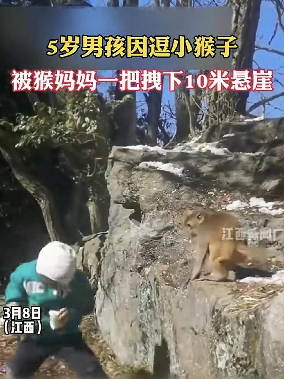 5岁娃逗小猴被母猴拽下10米悬崖，亲爹竟跟着跳了下去！网友炸锅：这操作到底是坑娃