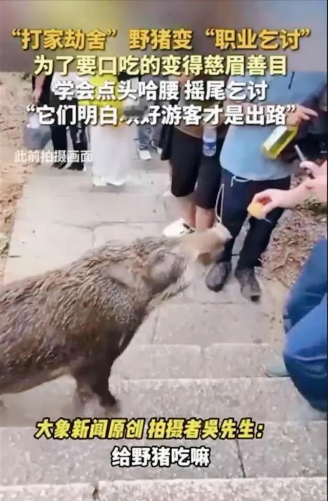 野猪拖家带口乞讨为生
深圳梧桐山上的野猪，居然开始学会讨吃了。摇尾乞讨，慈眉善目