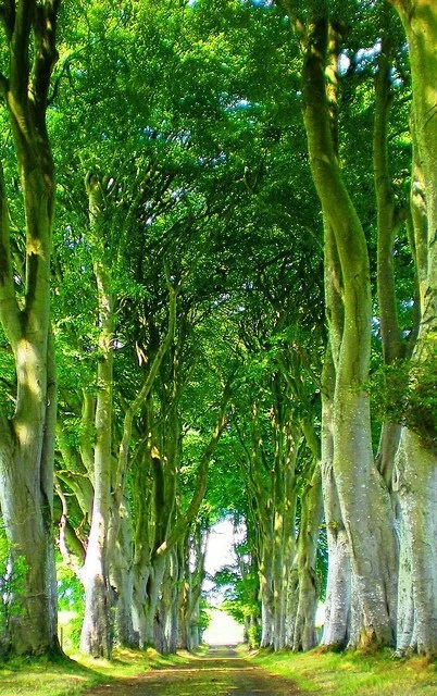 树木旁，遇见绿意与温柔🍃