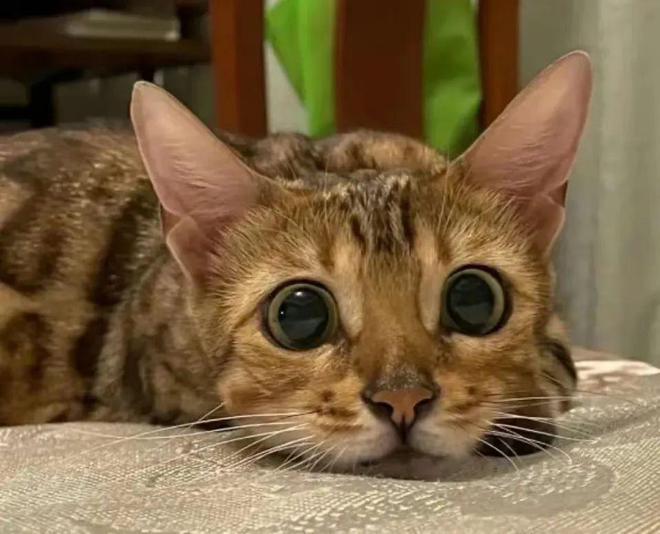 山东济南的一位女士，花了5800元买了只猫，简直喜欢得不得了。但几天后，卖家给她