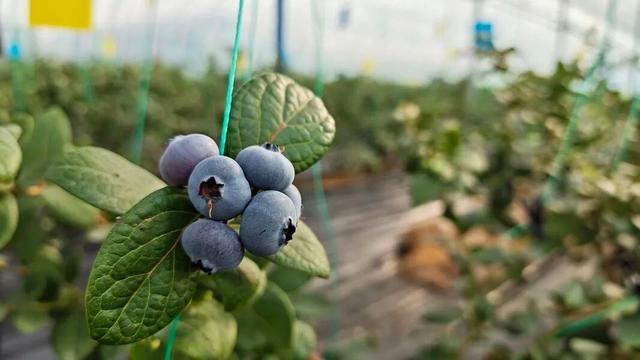 青岛西海岸天价蓝莓150元一斤遭疯抢！90后夫妻砸500万让蓝莓喝纯净水、住“豪