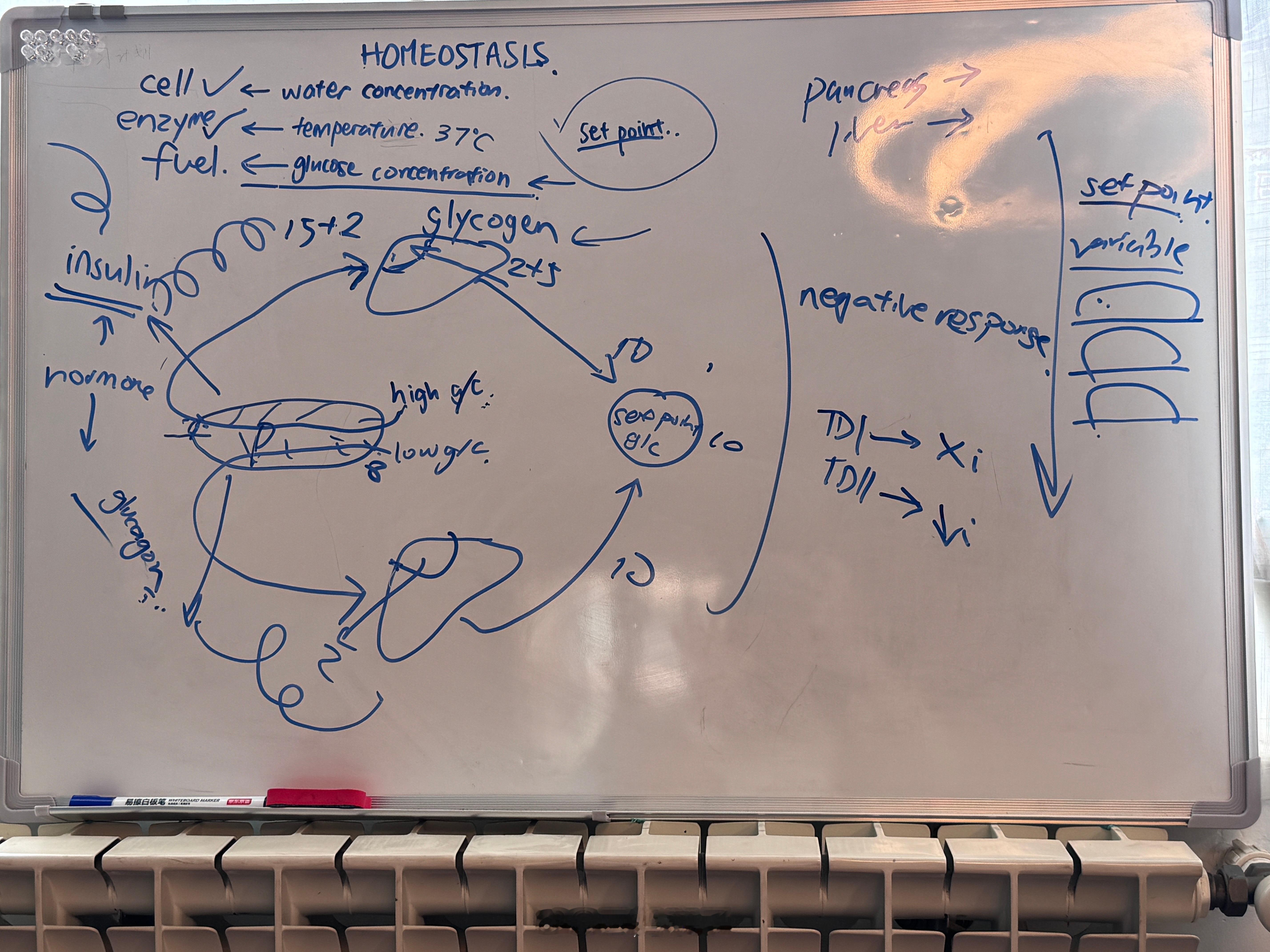 小菲姐暑期自🐔 第三节课：homeostasis 内环境稳定学生我学到这些：1