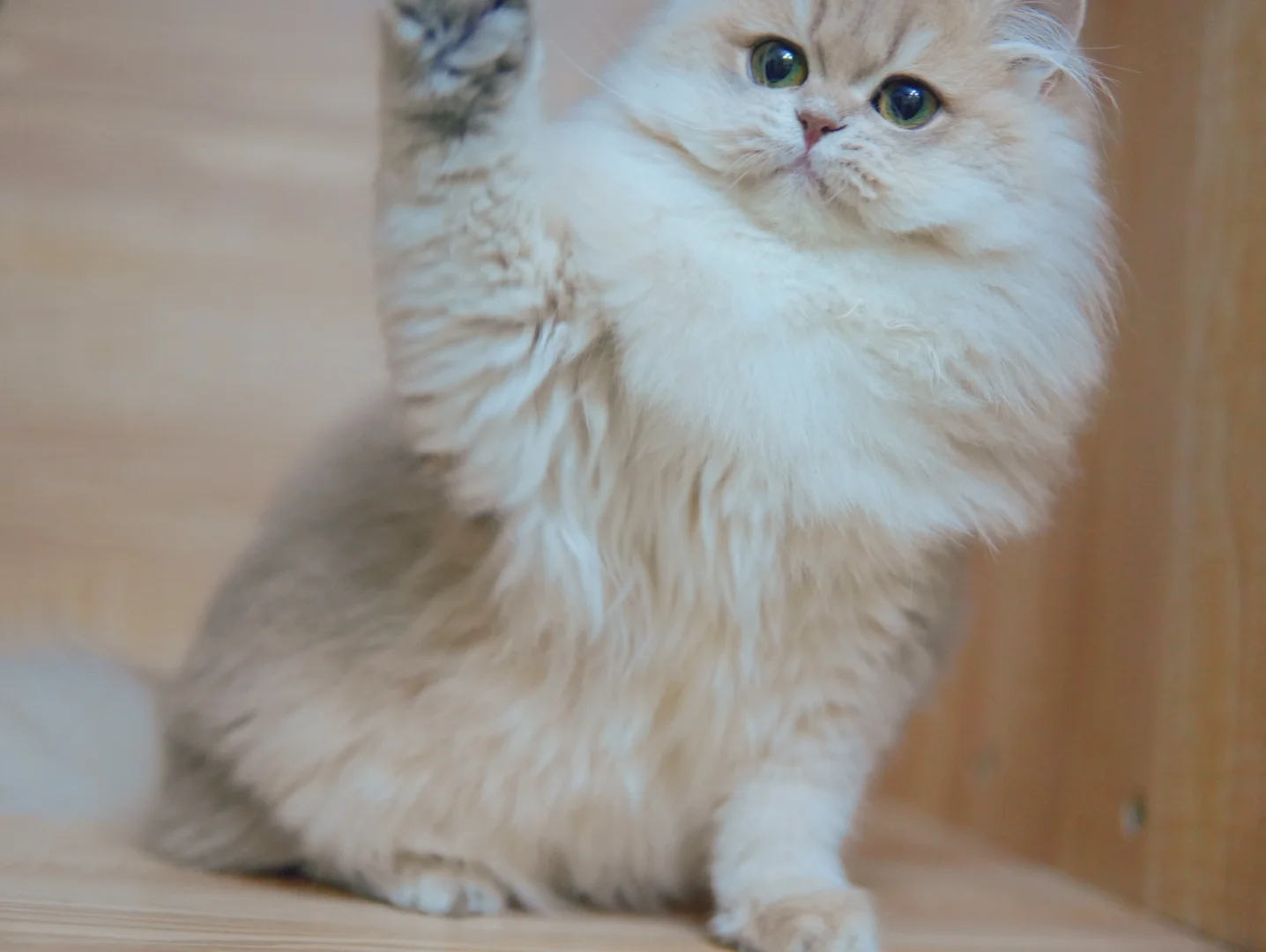 小猫的快乐很简单