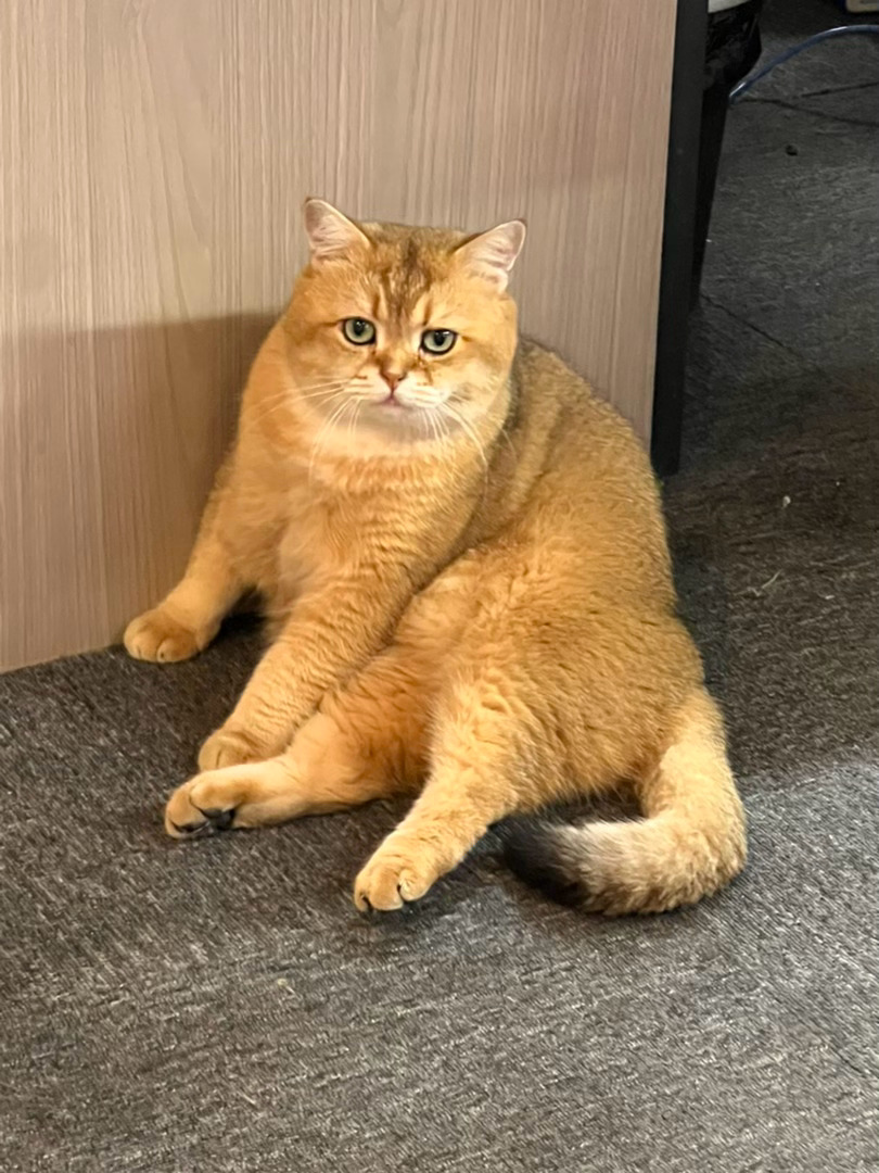 大胖猫 