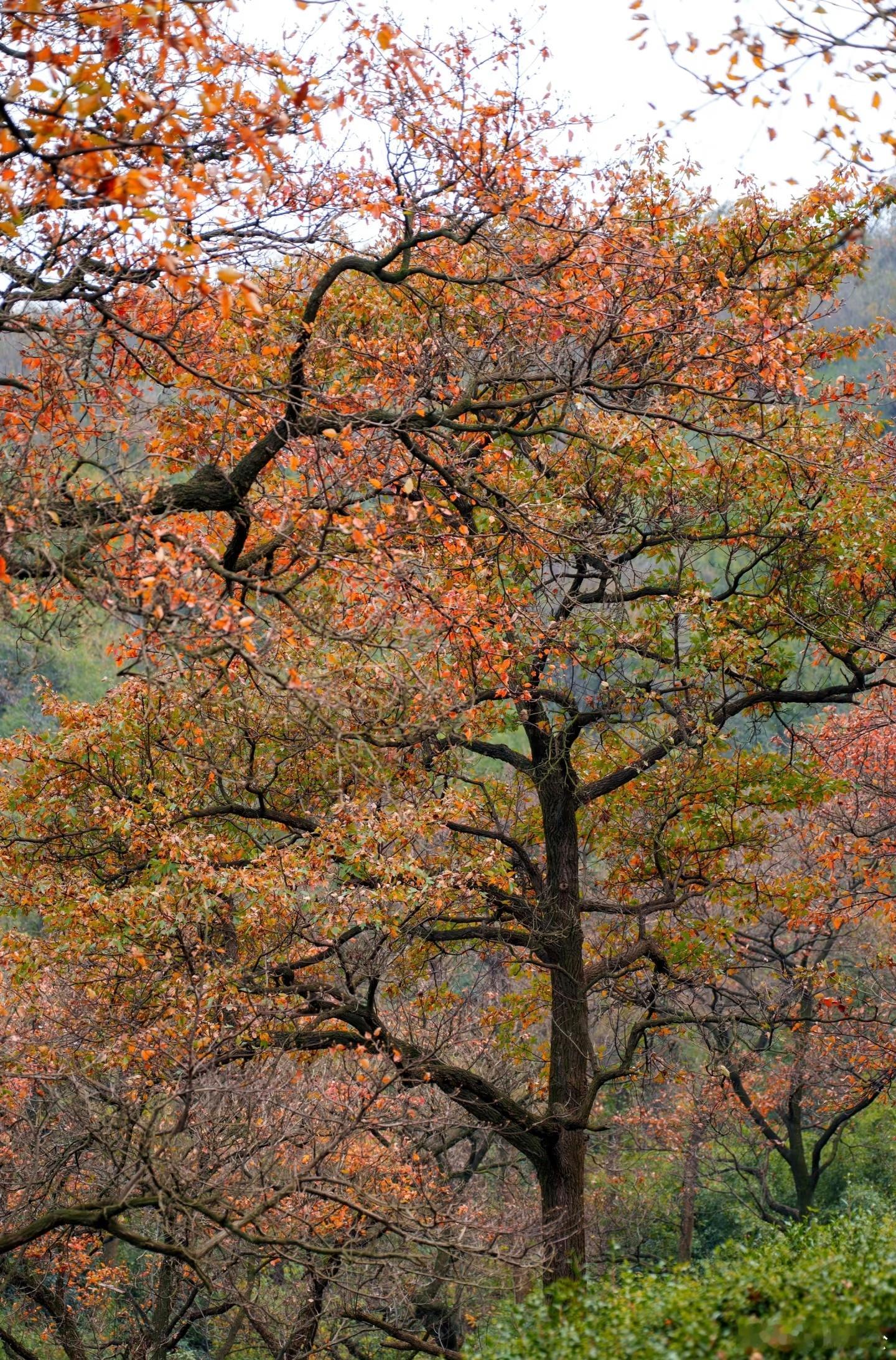  别冲塔川人挤人啦！也不用去北京香山了，在湖州泗安镇张岭茶场300米海拔的山野里