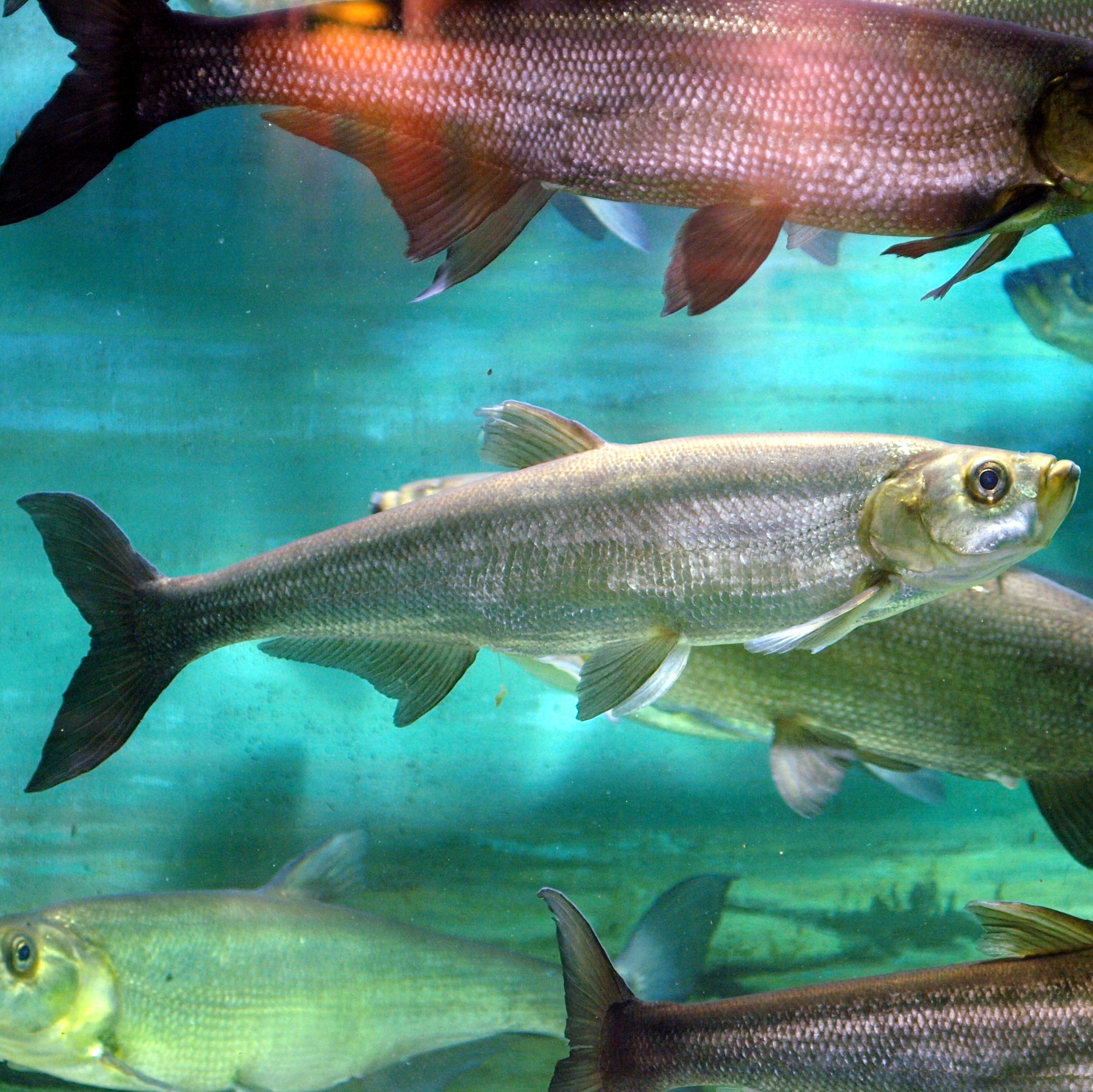 红鳍鲌（翘嘴鲌，Chanodichthys erythropterus）翘嘴巴。